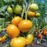 Томат Завиток удачи