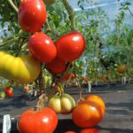 Томат Гном Махагони