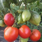 Томат Подлый соус