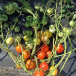 Томат Коррида