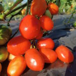 Томат Земляк