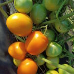 Томат Оранжевый Мармелад