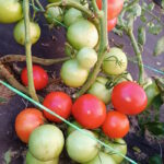 Томат Сибирячка Тося