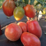 Томат Мохнатый Шмель