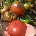 Томат Фиолетовая Империя