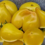 Томат Лимонное мороженое