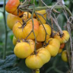 Томат Мистер Сноу