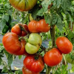 Томат Спящая леди