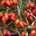 Томат Десперадо Отчаянный