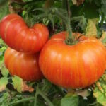 Томат Конфетти