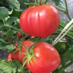 Томат Розовая страсть