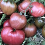 Томат Розелла Пурпурная