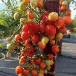 Томат Поцелуй Герани