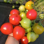 Томат Юбилейный Тарасенко
