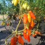 Томат Королевский палец