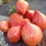 Томат Раненое Сердце