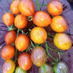 Томат Анто Вайс