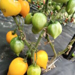 Томат Золотой Гребень