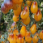 Томат Индиго Кумкват