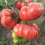 Томат Диковинный Цветок