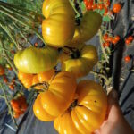 Томат Диковинный Цветок Жёлтый