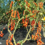 Томат Красная Ягода Ивы