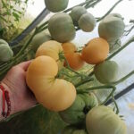 Томат Золотой медведь Гэри