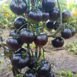 Томат Шоколадный Мармелад