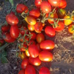 Томат Леденец