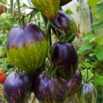 Томат Повстанческий звездный истребитель VT16