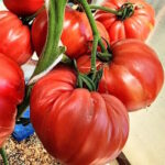 Томат Гигантская звезда Алессандро
