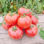 Томат Норвуд Мейнерс