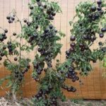 Томат Смурфиника