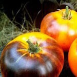 Томат Чупа Чупс оранжевый