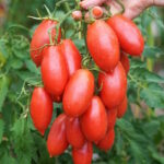 Томат Варвара
