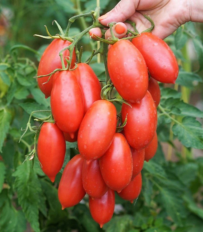 92309_Томат Варвара_01 Томат Варвара — изображение 1