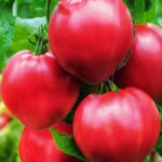 Томат Минусинское бычье сердце Зыряновой