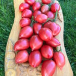 Томат Тёщин Язык