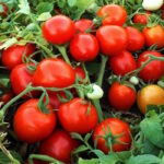 Томат Хайнц