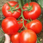 Томат Лесные пожары