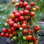 Томат Многоурожайный ТД