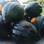 Тыква ( желудевая ) Свит Реба