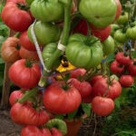 Томат Башкирская Малиновка