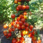 Томат Рисунок Леди