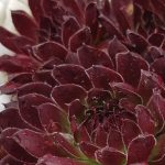 Молодило Аглоу