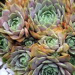 Молодило Блю Тайм