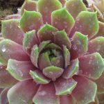 Молодило Виолет Куин