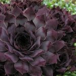 Молодило Виргил