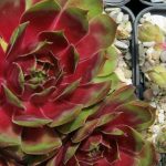 Молодило Гай Джестер