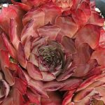 Молодило Дакота